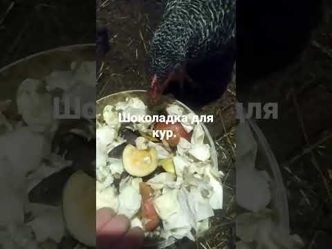Чем кормить кур