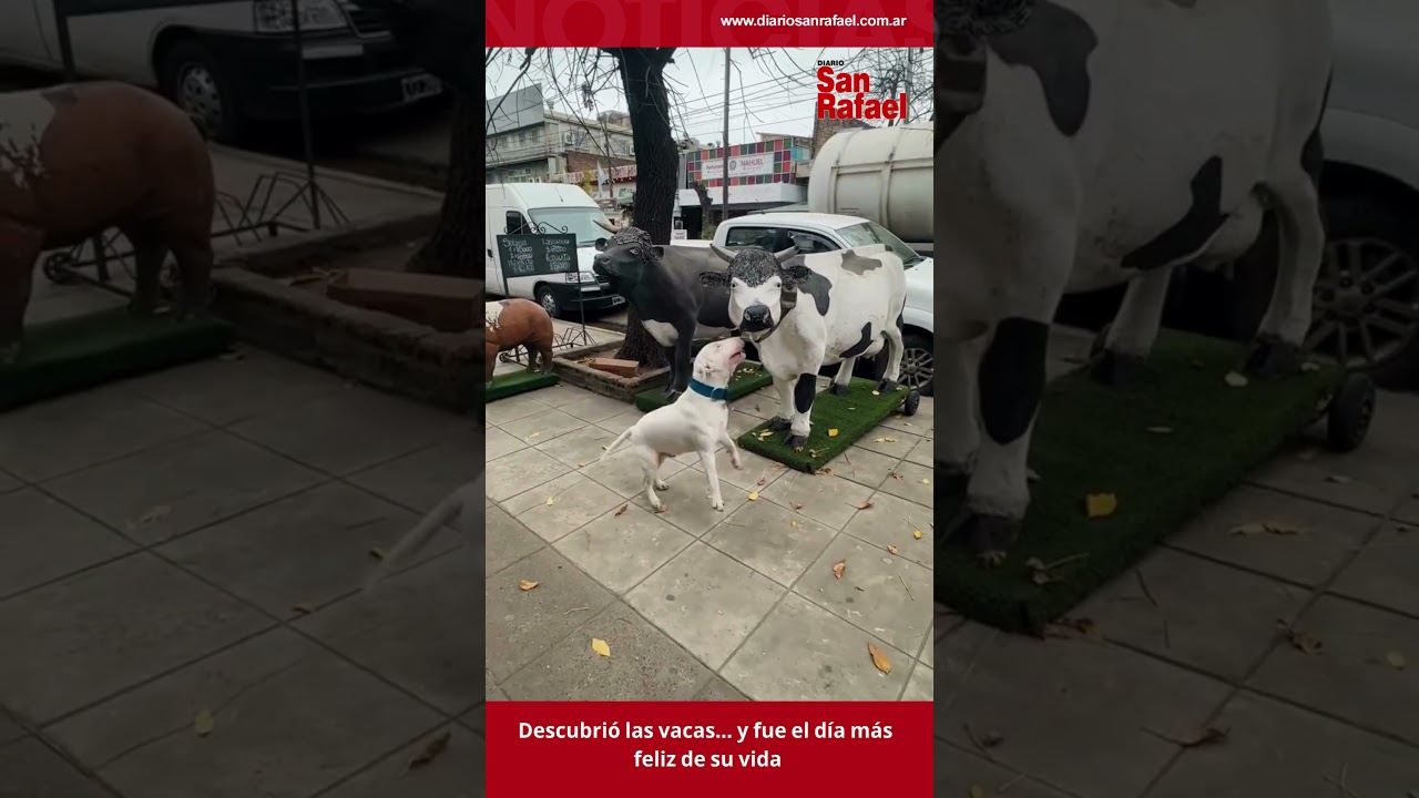 Descubrió las vacas...y fue el día más feliz de su vida