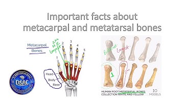 Some important facts about metacarpal and metatarsal bones, bulkiest metacarpal #dsac