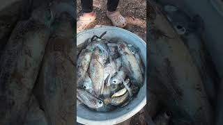 Download Lagu Solid ang mga huli namin ngayon guys nasa limang kilong pusit panalo to #fishingvideo MP3
