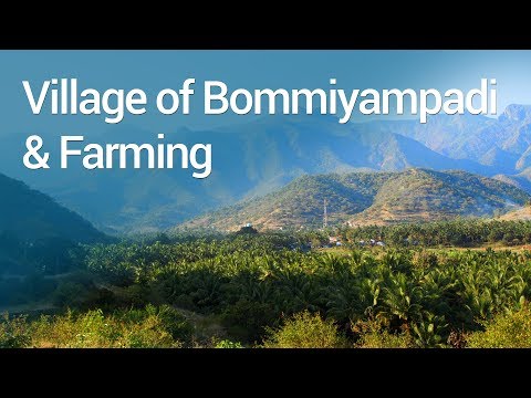 The Village of Bommiyampadi and Farming