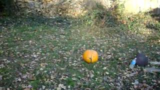 dry ice bomb in a pumpkin