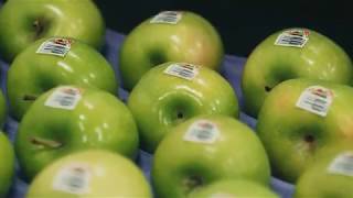 APPLE LABELLING MACHINE