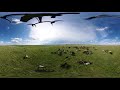 Nokota Horses Flyover