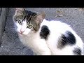助けてと来た子猫を再び病院に!往復つき合う猫が現れる!1時間も待ってた♯4