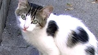 助けてと来た子猫を再び病院に往復つき合う猫が現れる1時間も待ってた♯4