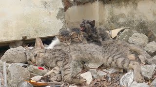 Kittens cried for help trying to wake up her mother cat, but the poor mother cat did not respond