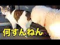猫と犬とネズミ達