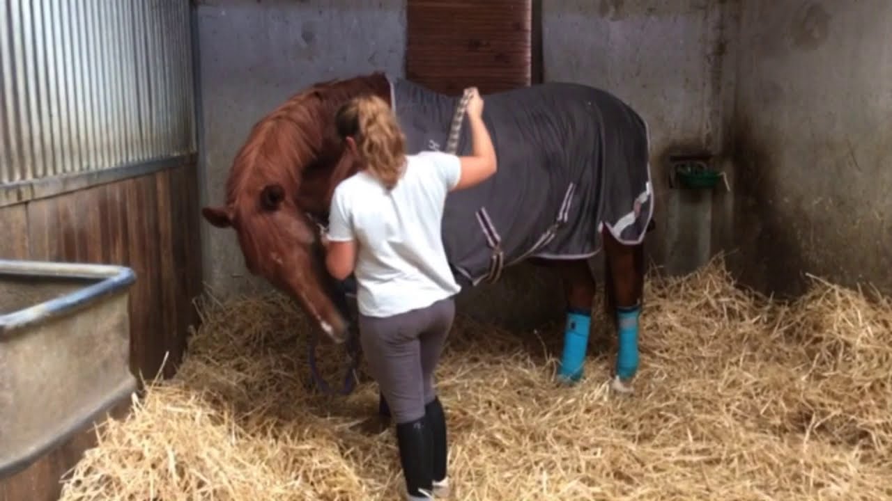 PREPARATION GALOP 1 : METTRE UN LICOL