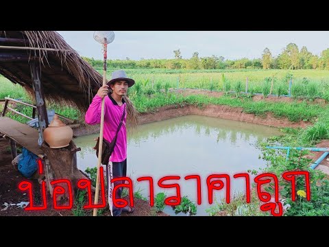 ขุดบ่อเลี้ยงปลา ราคาประหยัด