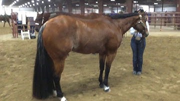 Halter Class Example Video for Virtual Fair 2020