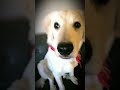 popipo #dog #goldenretriever #shorts