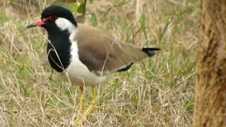 Pewit Bird beautiful video Animal video | Pewit Bird video 2023