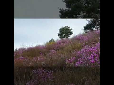 은님.단님 진달래 꽃놀이.