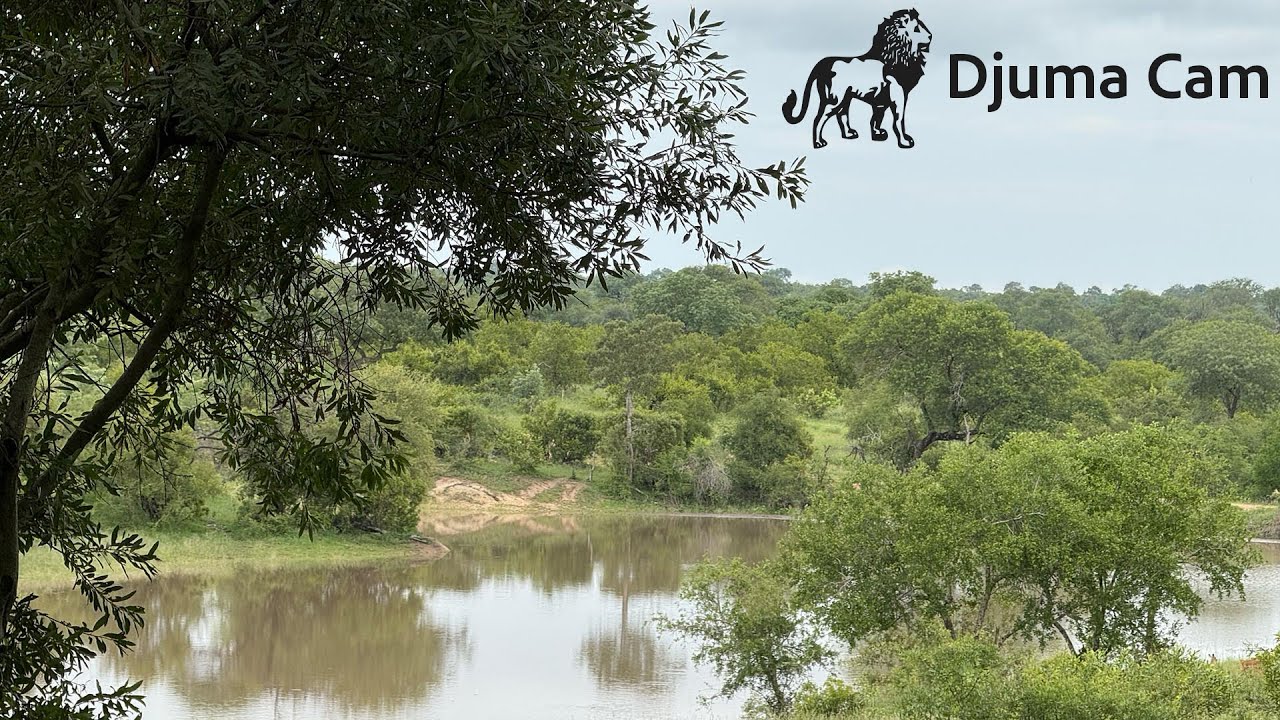 Djuma Cam Live Stream