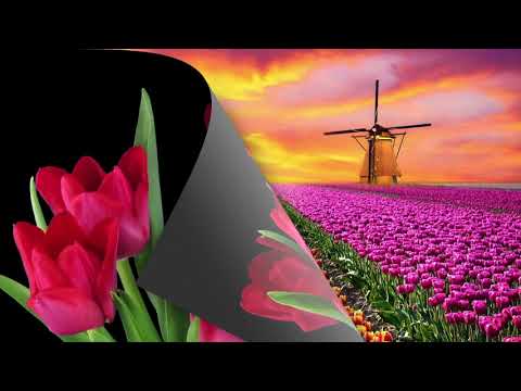 Video: ¿Cuál es la vida útil de un tulipán?