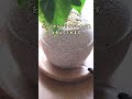これ、水やりが簡単すぎてすごい！ずぼらでも育てられる観葉植物　#pr