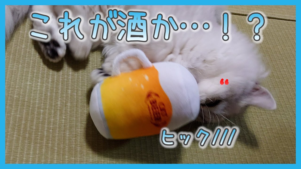 【猫side】きっとあるある、おもちゃの末路（ミヌエット）