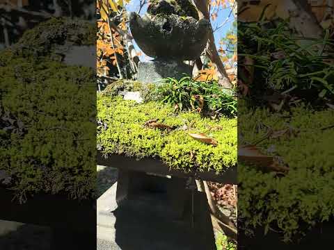 The 3 800 Year Old Cedars Of Togakushi Shrine