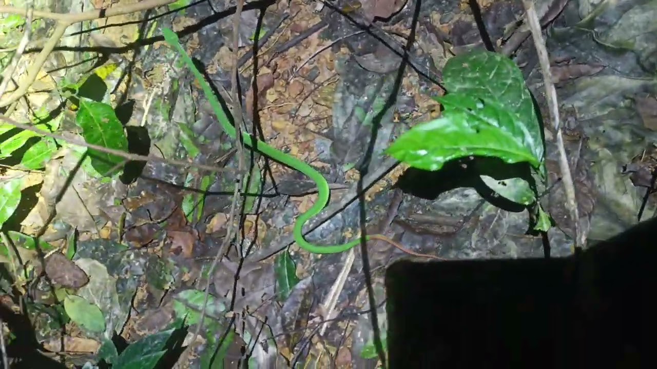 Ruby-eyed Pit Viper in Vietnam . Herping tours Vietnam conctact WhatsApp: +84 904 424210