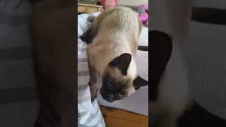 😹 Russisches Temperament in Katzenform – Maschka ist zurück! 🇷🇺 #DramaTails