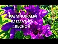 Размножение  клематисов весной одревесневшими отводками. Как увеличить куст  в размерах.