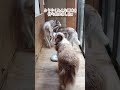 大型犬が3頭いる廊下で卵が生まれたら…#shorts