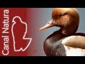 Pato colorado (Netta rufina) Red-crested Pochard 4K