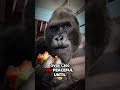 Top 5 Most Terrifying Bite Forces on Earth 😱🦷
