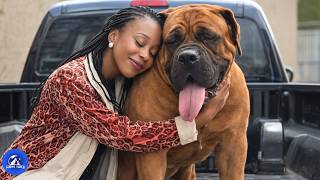 A 200 Pound Stray Showed Up At 4 A.m Months Later He Saved Her Life