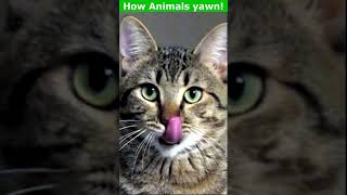 Как зевают разные Животные? The Animals Are Yawning?