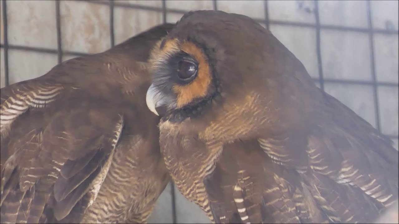 The Brown Wood Owl, Strix leptogrammica, genus Strix