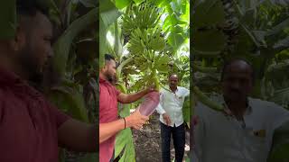 How to manage banana bunches… #farming #agriculture #banana #farmer #trending #india