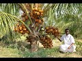 Nandhakumar - AGRI 9952820858 /Netsurf result for coconut | organic coconut farming | tamilnadu