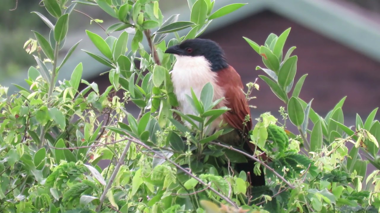 Burchell's Coucal singing 