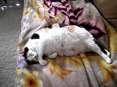 FUNNY FAT CAT FARTING WHILE ASLEEP. 
