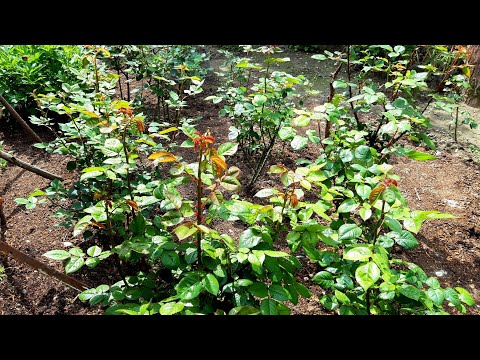 ვარდის მავნებლებზე/ბუგრებზე ბრძოლა