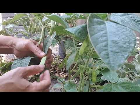 How to grow Edamame the soybean