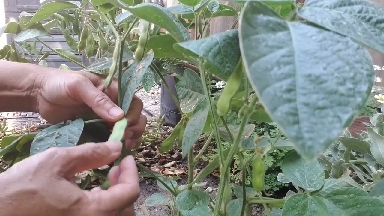 How to grow Edamame the soybean