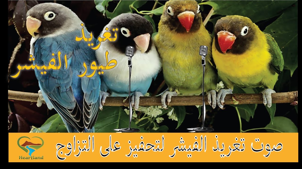 صوت تغريد طيور الفيشر لتحفيز على التزاوج