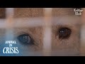 What Made This Dog To Endlessly Wait For? | Animal in Crisis EP180