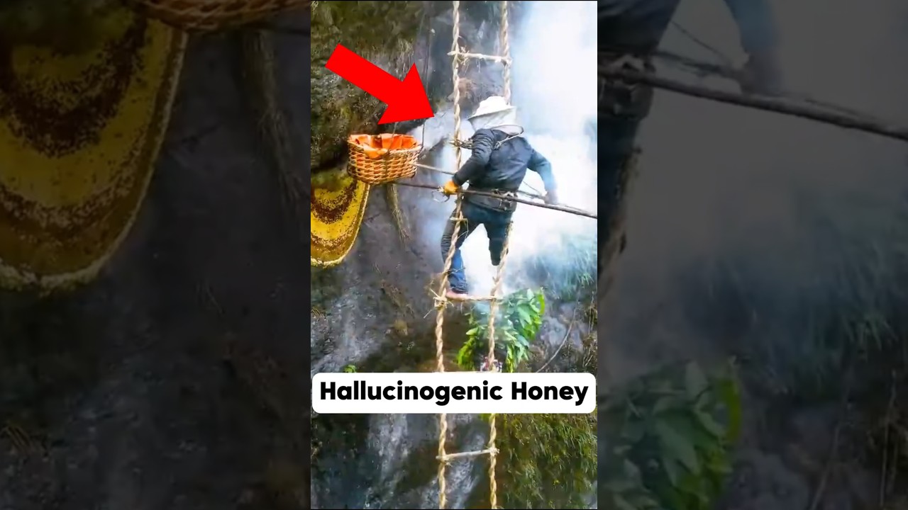Dangerous Hallucinogenic Honey 🍯🐝