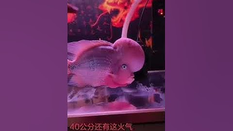 Top 5 cá La Hán đẹp và đắt nhất thế giới