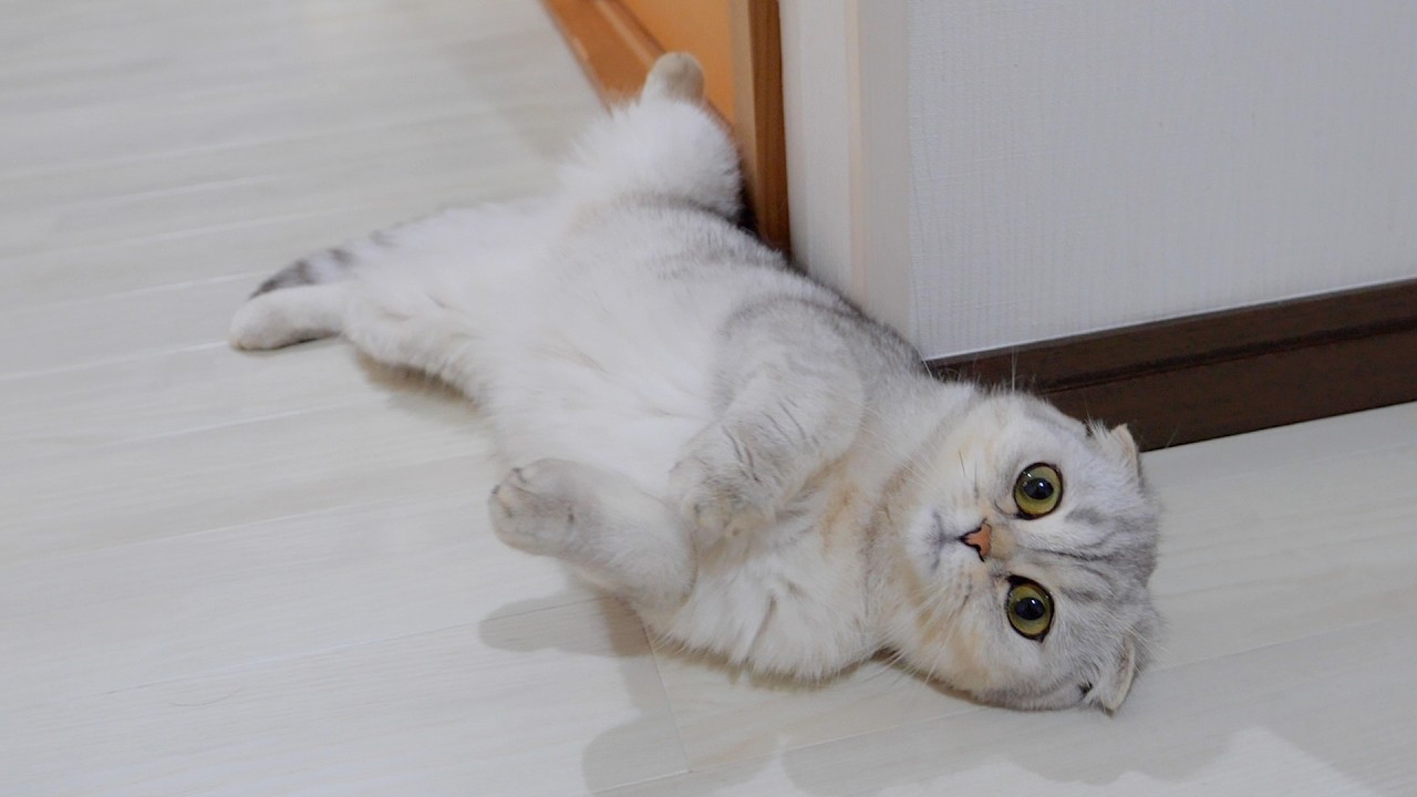 Мило видеть, как кошка, которая обычно не проявляет ласки, просит погладить ее.