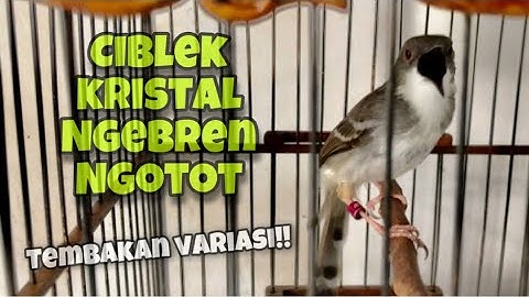 Ciblek Kristal Gacor Ngotot Ngebren Variasi Tembakan Speed Rapat Suara Jernih | Kicau Tembak