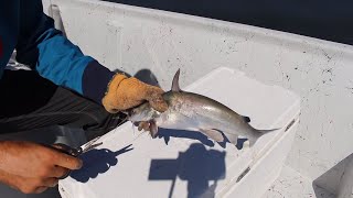 Catch and Cook Saltwater Catfish Trash Fish Taste Test