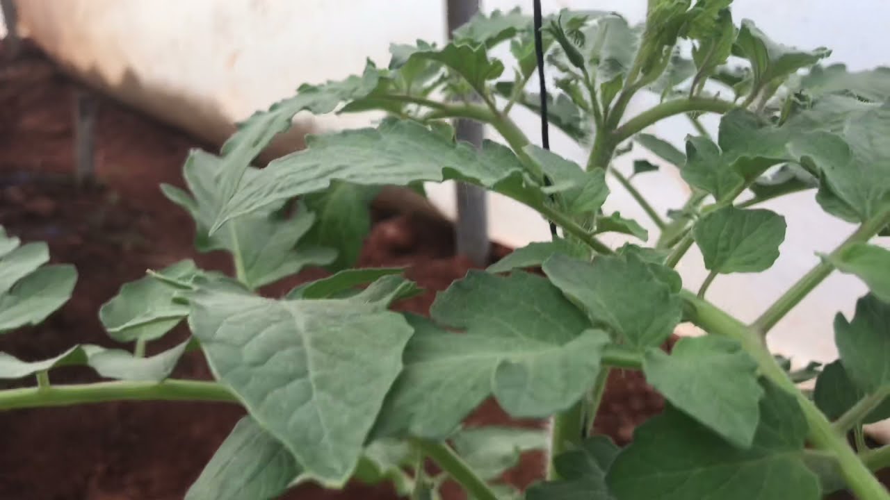 IJUE MBOLEA ZINAZOFAA KUWEKA KIPINDI NYANYA ZIMEANZA MAUWA