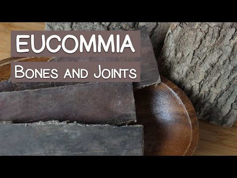 Vídeo: Eucommia: Propiedades útiles Y Uso De Eucommia, Tintura De Eucommia. Eucommia Vis-hojas
