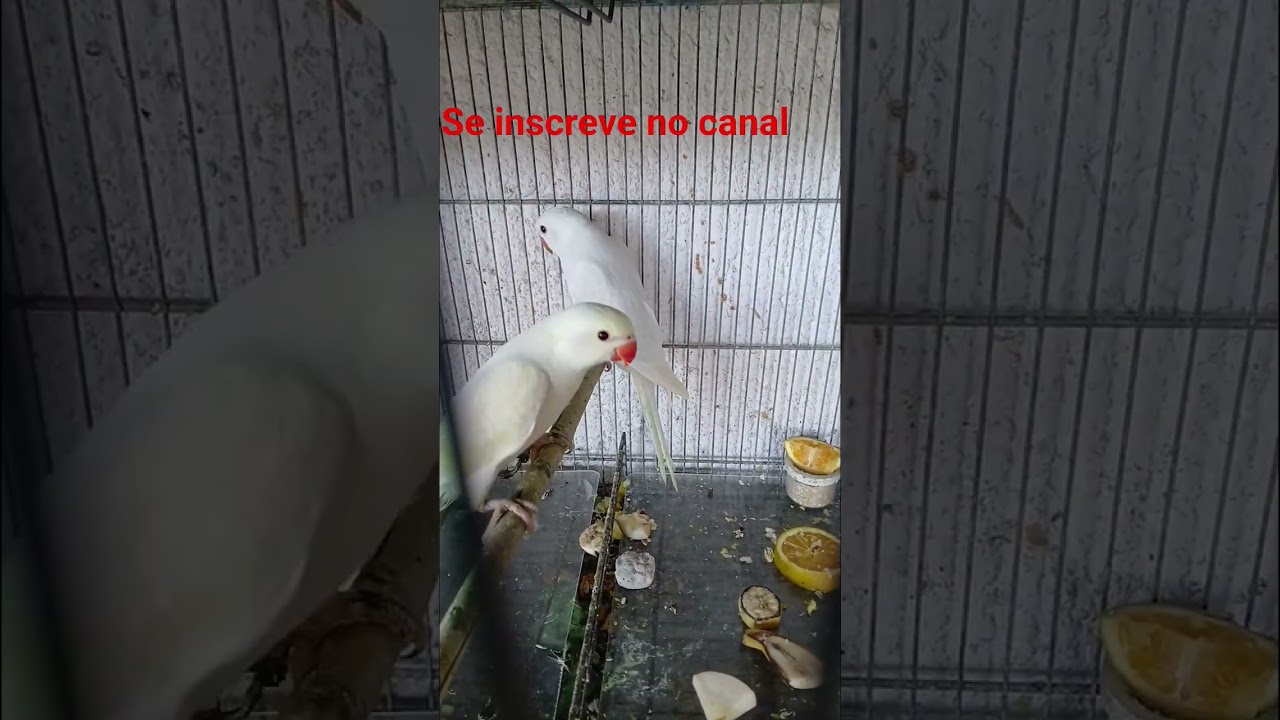 ring neck filhotes palid 