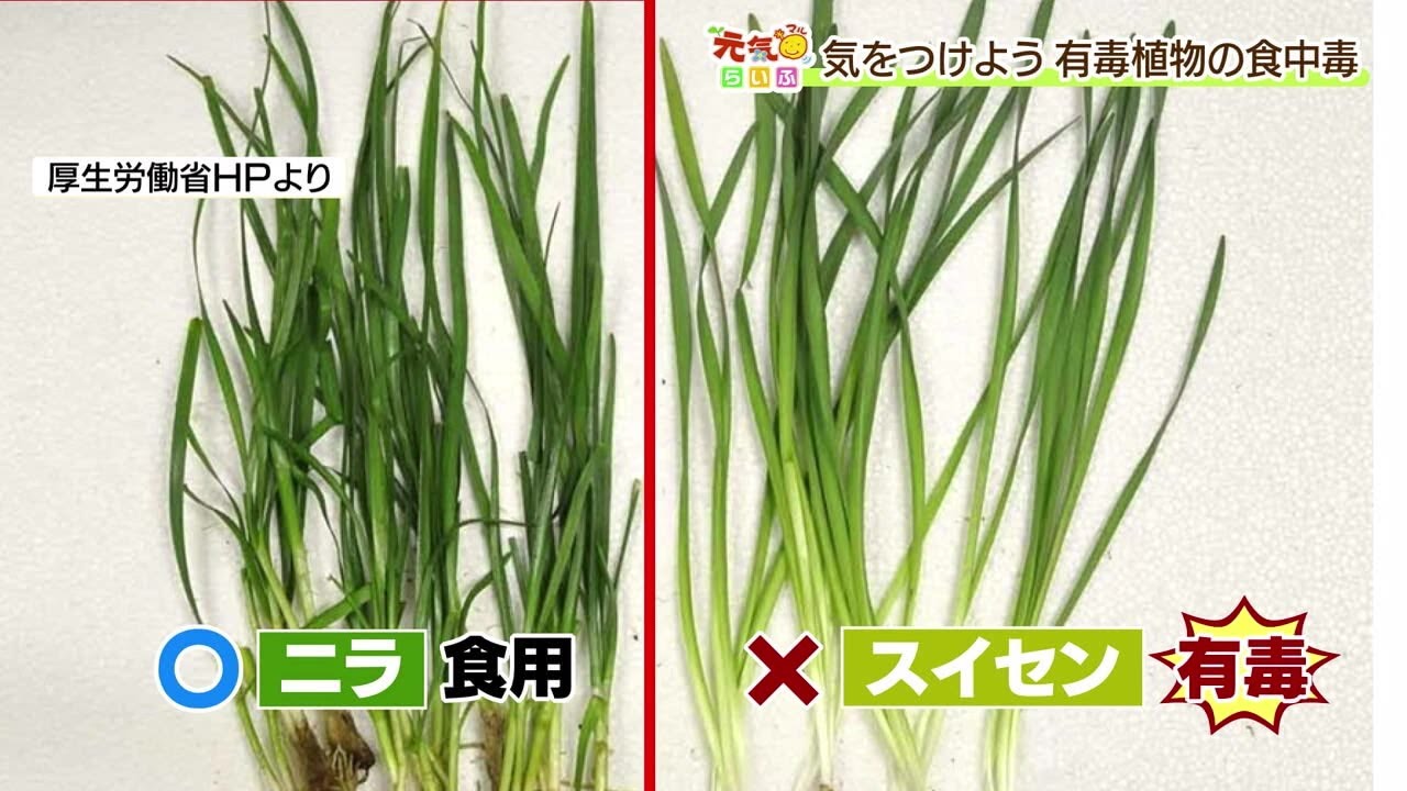 Genki Maru Life: [Wild Vegetable Picking Season - Beware of